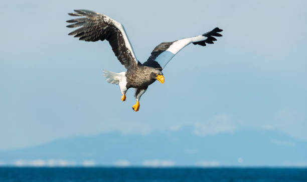 istock Adult Steller's sea eagle in flight. 1068341316