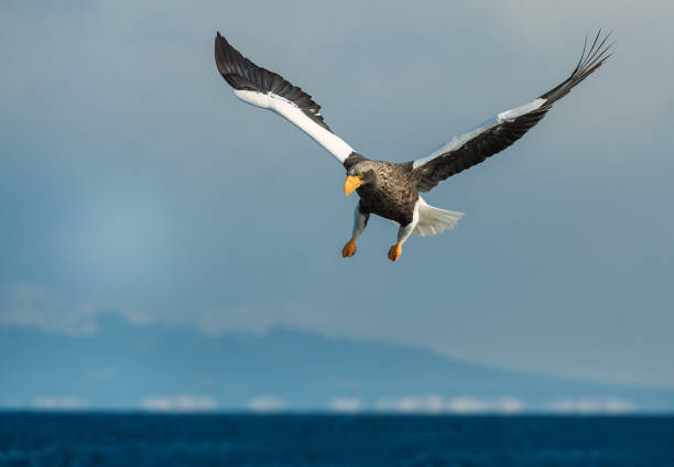 Adult Steller's sea eagle in flight.