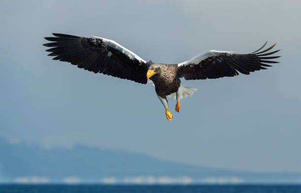 istock Adult Steller's sea eagle in flight. 1068342426