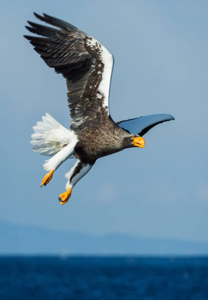 istock Adult Steller's sea eagle in flight. 1068342458
