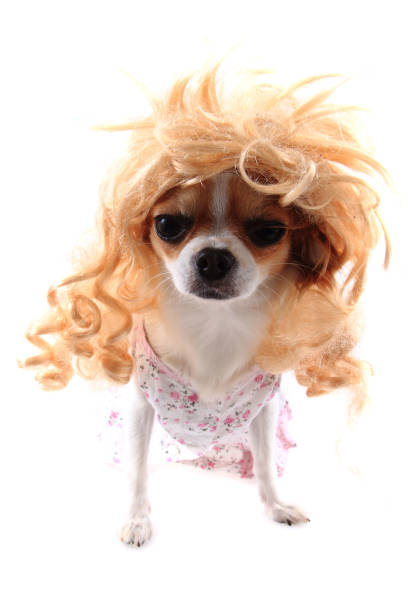 istock chihuahua with blonde wig (hair) 1068342802