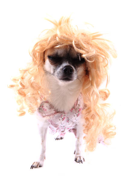 istock chihuahua with blonde wig (hair) 1068342810