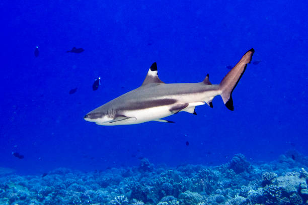 istock snorkeling with sharks in blue ocean of polynesia 1068343512