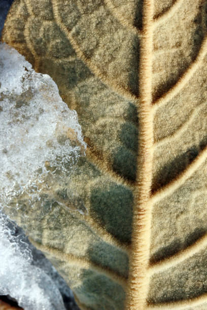 istock Verbascum thapsus Mullein Plant and Snow 1068343616