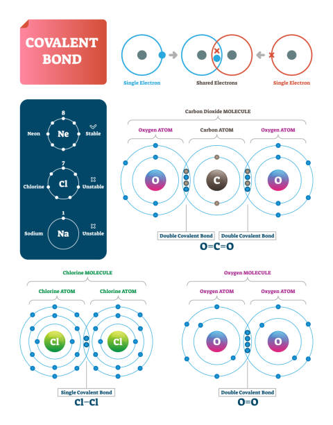 ilustrações, clipart, desenhos animados e ícones de ilustração do vetor de ligação covalente. explicação e exemplo rotulado diagrama. - hydrogen bond