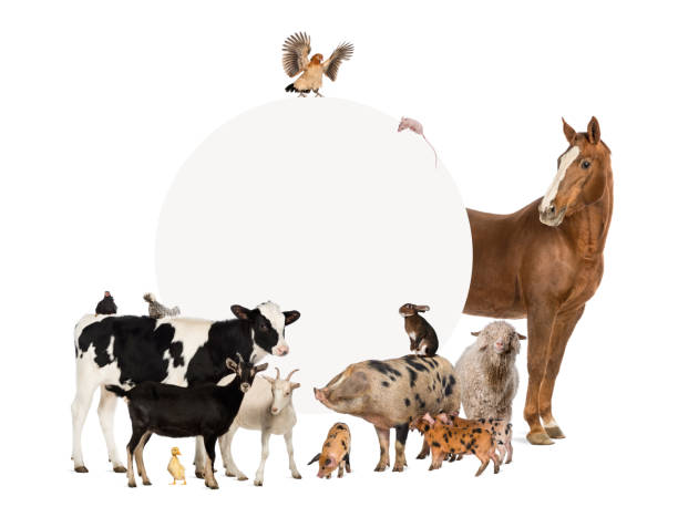 istock Group of farm animals surrounding a blank sign 1068344206