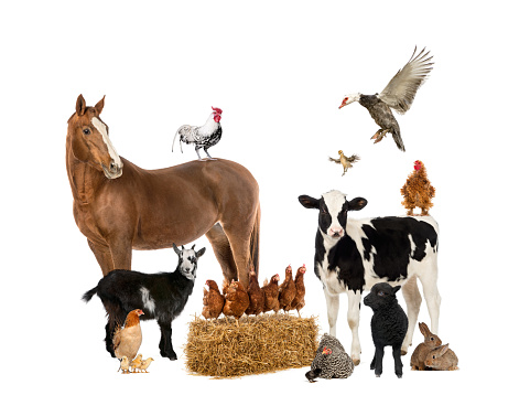 Group of farm animals