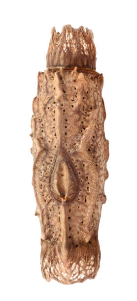 istock Egg of stick insects - Pterinoxylus crassus 1068344486