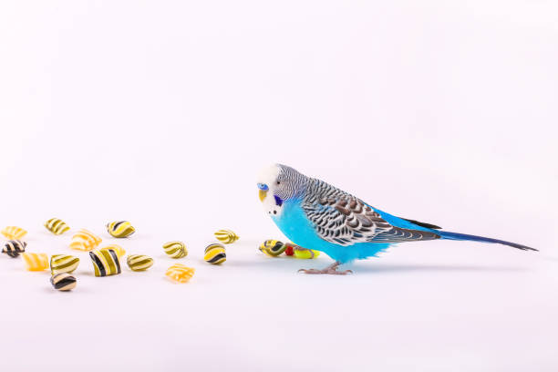 istock sky blue  wavy parrot with plastic toy skateboard and candy  on color background 1068345756