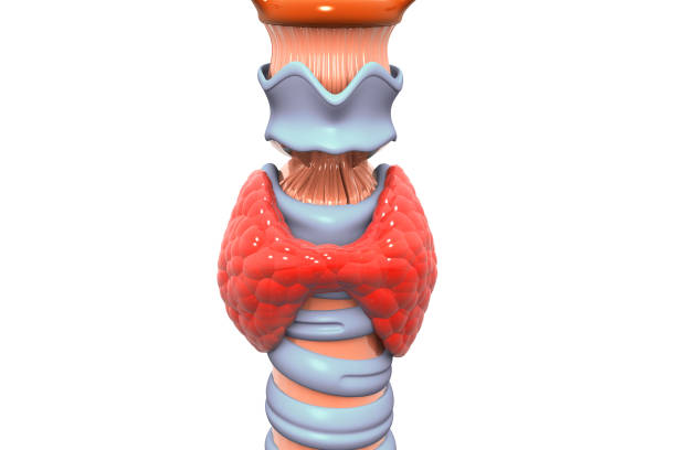 Thyroid gland 3d render Thyroid gland 3d render larynx stock pictures, royalty-free photos & images