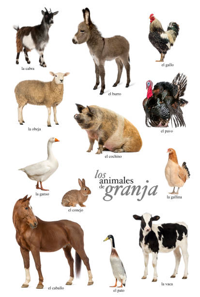 istock Educational poster with farm animal in Spanish 1068346886
