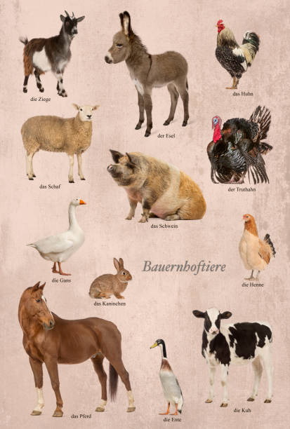 istock Educational poster with farm animal in German 1068346896