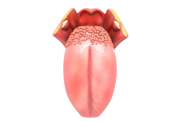 структура человеческого языка - human tongue стоковые фото и изображения