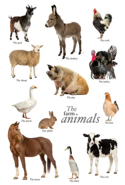 Photo of Educational poster with farm animal in English