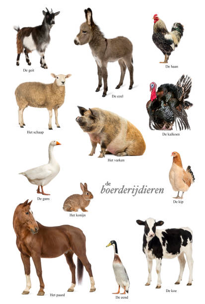 istock Educational poster with farm animal in Dutch 1068347110