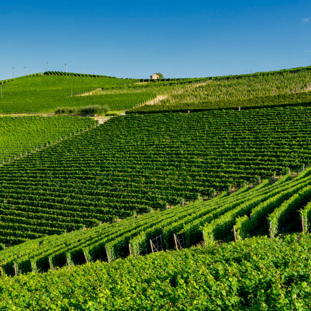 istock Vineyards near Barolo, Cuneo, in Langhe 1068349558