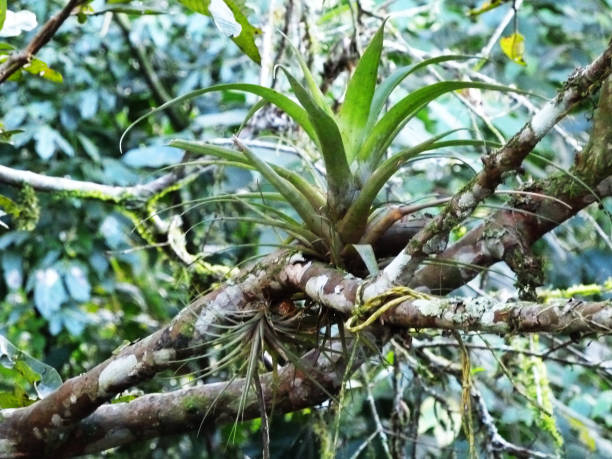 istock Green plant on a branch 1068351888