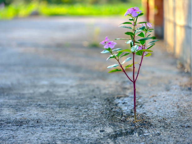 istock Flowering seedling having taken root in a crack in a concrete road. 1068351900