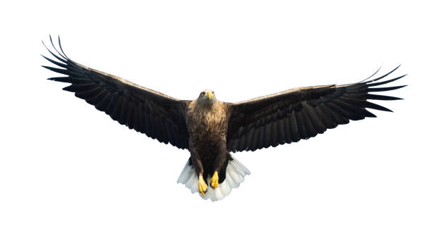 オジロワシ飛行中のワシ。白い背景。 - white tailed eagle sea eagle eagle sea ストックフォトと画像