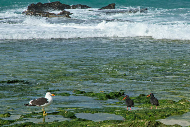 istock Seagull and Oystercatchers 1068361704