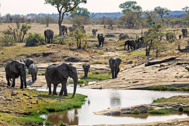 istock Herd of African elephants at waterhole 1068361800