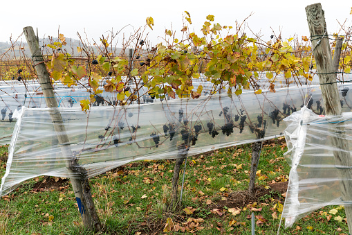 golden pinot noir grapevines with ripe swet grapes wrapped in plastic foil to protect from weather and animals in the Klettgau hills in northeast Switzerland