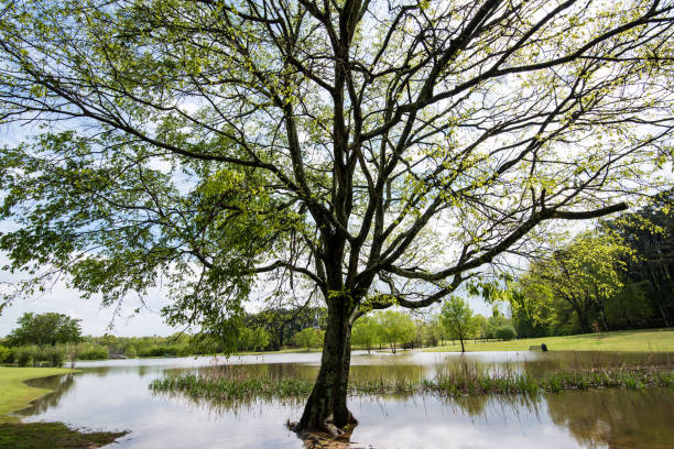 istock Expansive Tree Filling the Air, reflections on a pond 1068364988