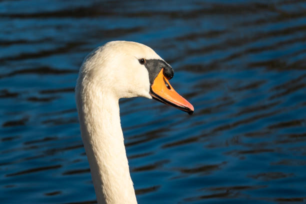 istock Mute Swan in Pond in Autumn 1068365256
