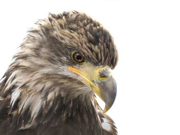 istock Closeup of a Young Bald Eagle Isolated on White 1068369556
