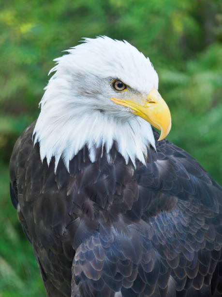 closeup retrato de uma águia de cabeça branca do alasca - north america bald eagle portrait vertical - fotografias e filmes do acervo