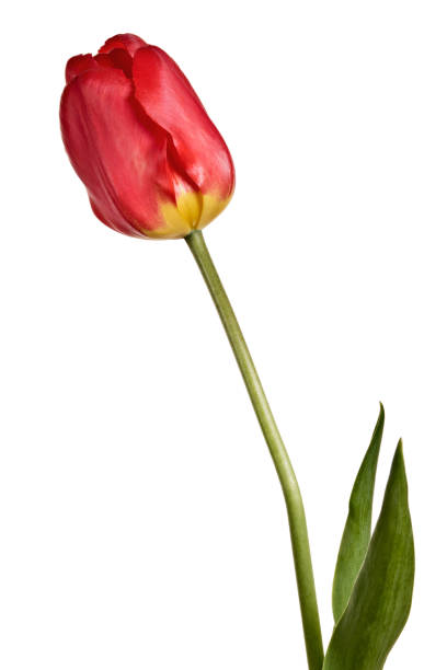 istock Flowers, single tulip isolated on a white background 1068370992