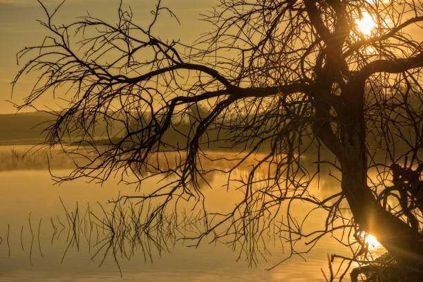 istock Solitary tree next to the guadiana at dawn 1068372504