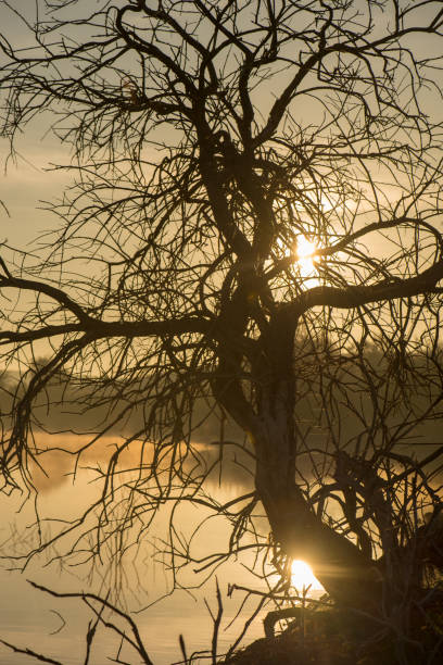 istock Solitary tree next to the guadiana at dawn 1068372506