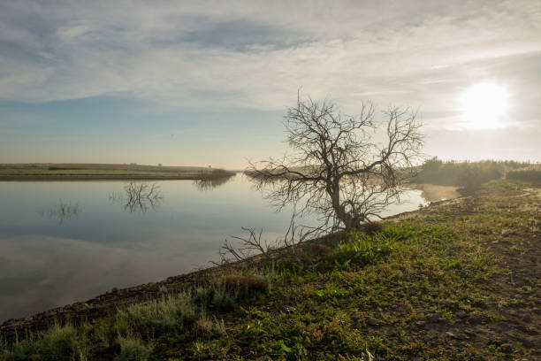istock Solitary tree next to the guadiana at dawn 1068372552