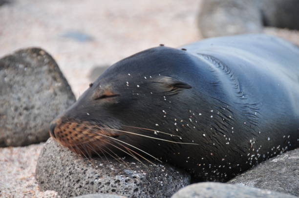 istock Baby sea lion 1068372600