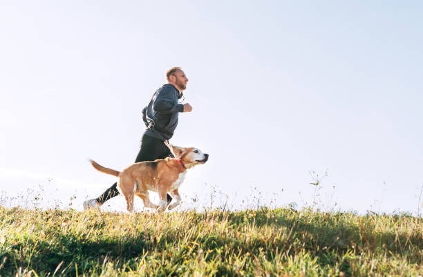 istock Man runs with his beagle dog. Morning Canicross exercise. 1068372830