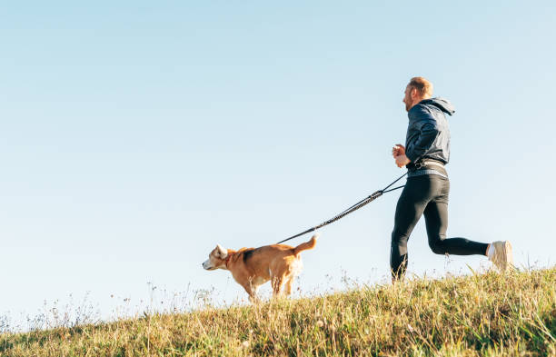istock Morning Canicross exercise. Man runs with his beagle dog. 1068372852