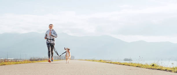 jasne słoneczne ćwiczenia canicross rano. samica biegnie ze swoim psem beagle i szczęśliwy uśmiech. - nature smiling teenage girls female zdjęcia i obrazy z banku zdjęć