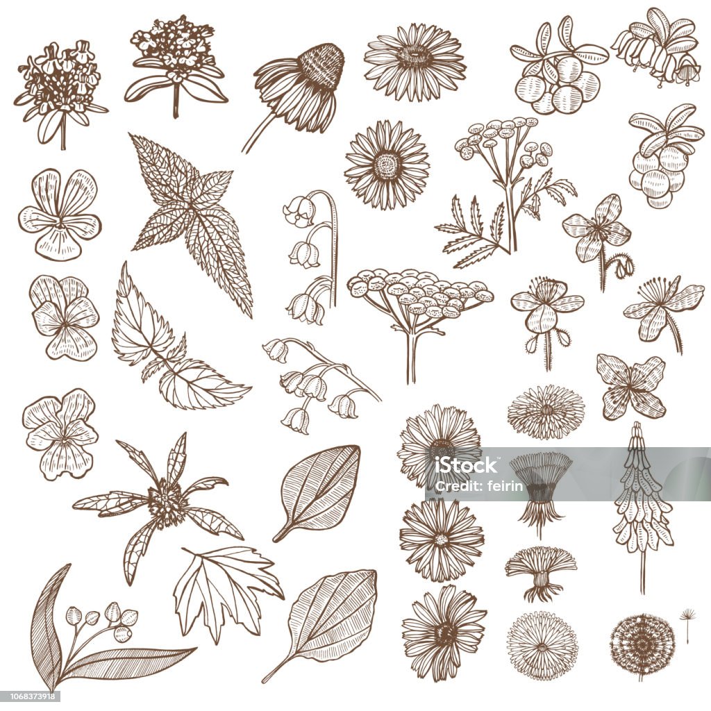 Set of Medicinal Plant Elements in Hand Drawn Style Set of Medicinal Plant Elements. Floral Collection in Hand Drawn Style. Vector Illustration Echinacea stock vector