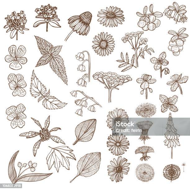 Set Of Medicinal Plant Elements In Hand Drawn Style Stock Illustration - Download Image Now