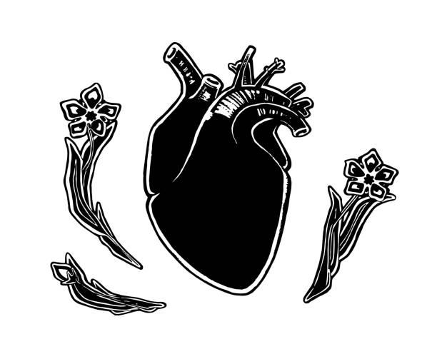 꽃 백색, 벡터에 현실적인 인간의 마음 - human cardiovascular system heart shape human hand healthy lifestyle stock illustrations