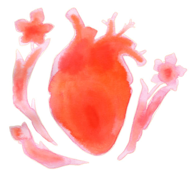 흰색 꽃으로 수채화 인간의 마음 - human cardiovascular system heart shape human hand healthy lifestyle stock illustrations