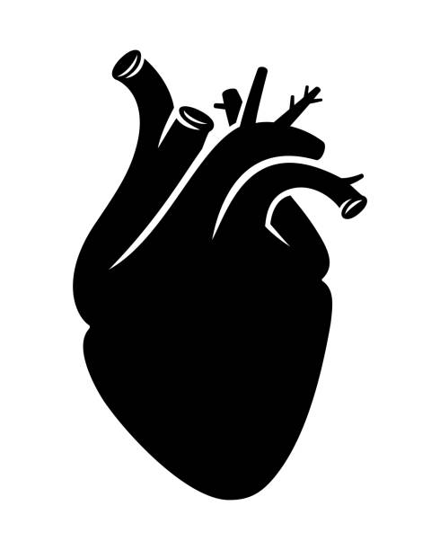 화이트에 현실적인 비례 인간의 벡터 심장 - human cardiovascular system heart shape human hand healthy lifestyle stock illustrations