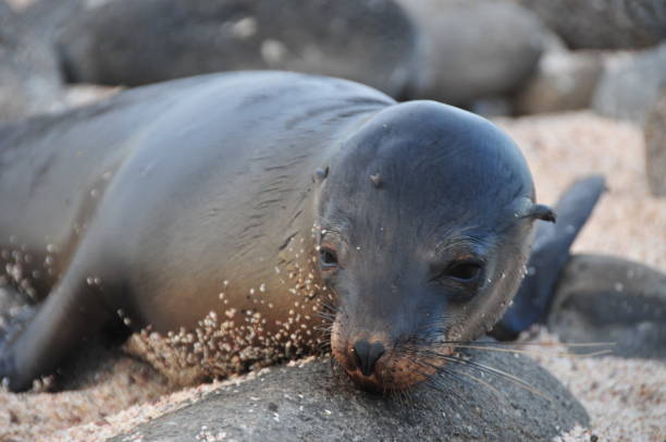 istock Baby sea lion 1068379072