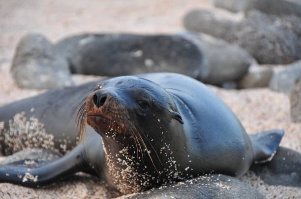 istock Baby sea lion 1068379412