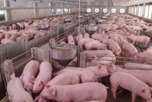 maiali curiosi nell'allevamento di suini nel settore suino in un allevamento di alloggi interni ordinato e pulito con madre suina che nutre il maialino - farm pig agriculture animal foto e immagini stock