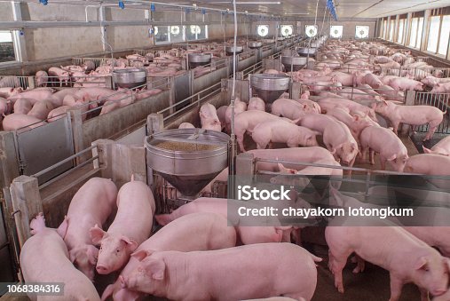 30,281 Domestic Pig Stock Photos, Pictures & Royalty-Free Images - iStock |  Pig farm domestic pig, Domestic pig white background, Domestic pig vector