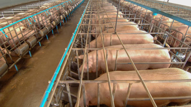 Curious pigs in Pig Breeding farm in swine business in tidy and clean indoor housing farm with pig mother feeding piglet c in tidy and clean indoor housing farm, with pig mother feeding piglet domestic pig stock pictures, royalty-free photos & images