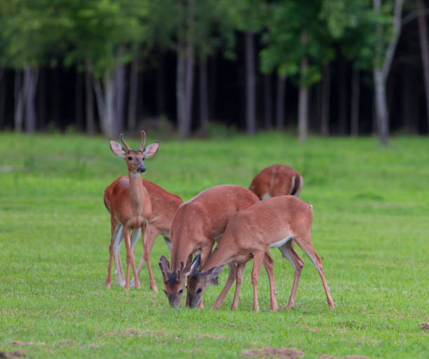 istock Eating whitetail deer herd on a green field 1068384632