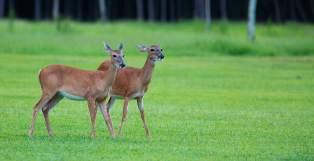 istock Two female whitetail deer on a green field 1068384658